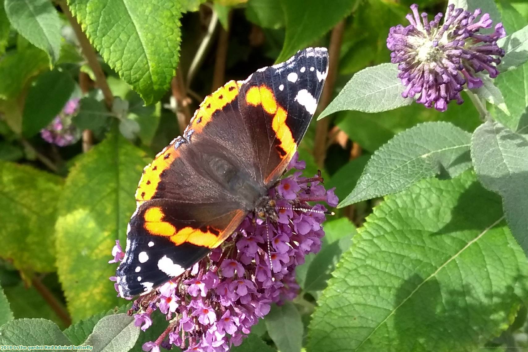 2018 In the garden Red Admiral butterfly