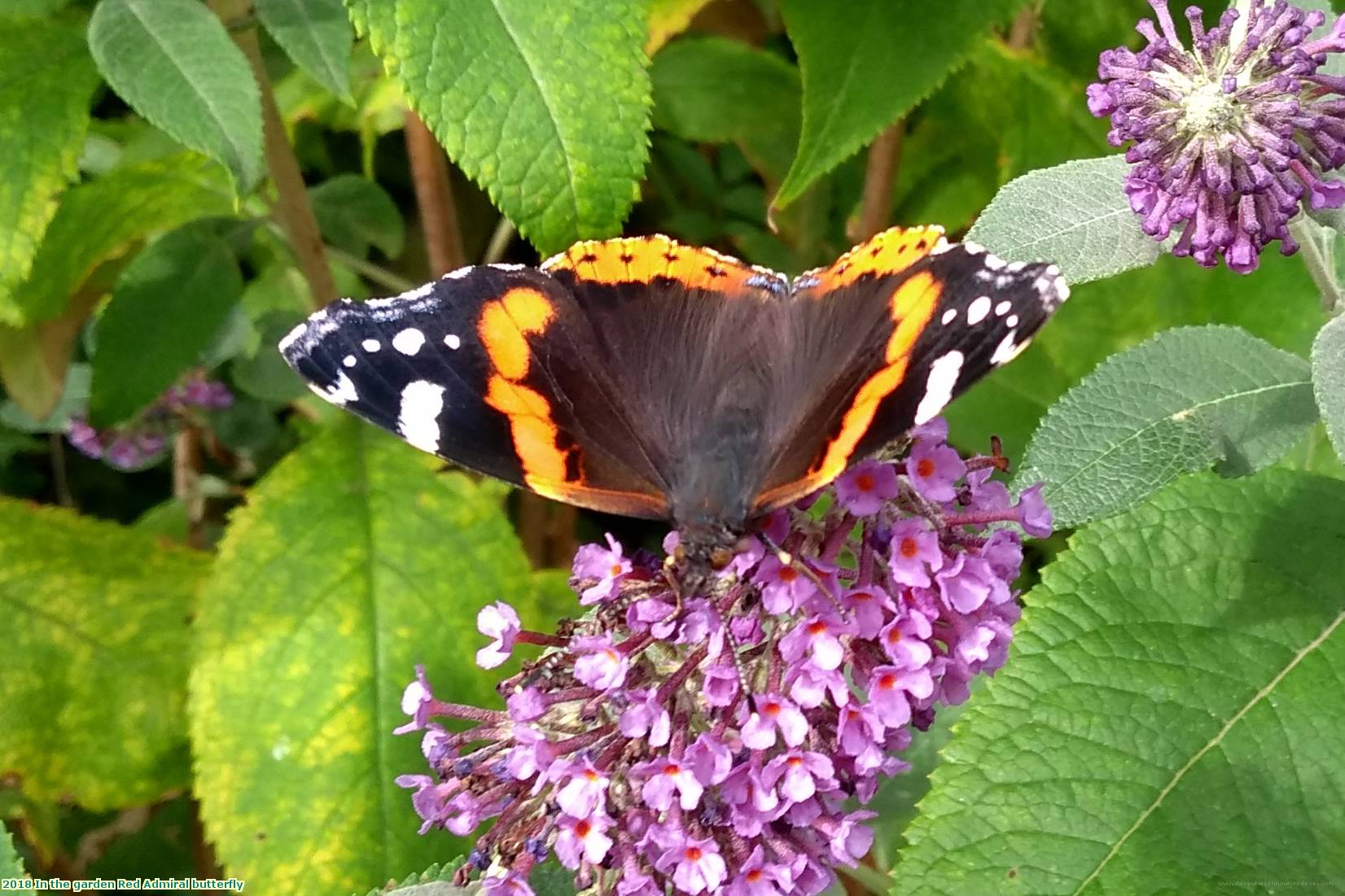 2018 In the garden Red Admiral butterfly