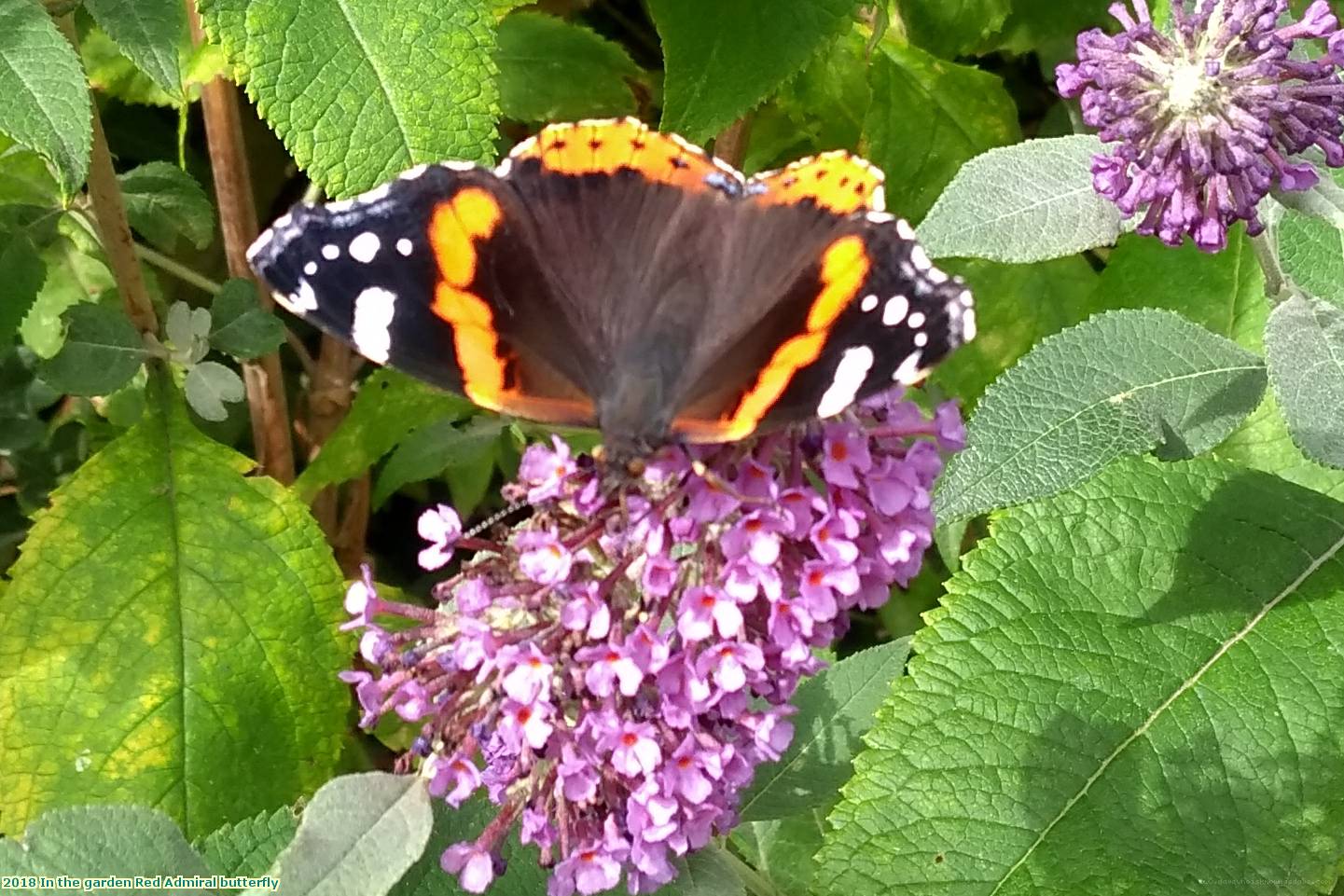 2018 In the garden Red Admiral butterfly