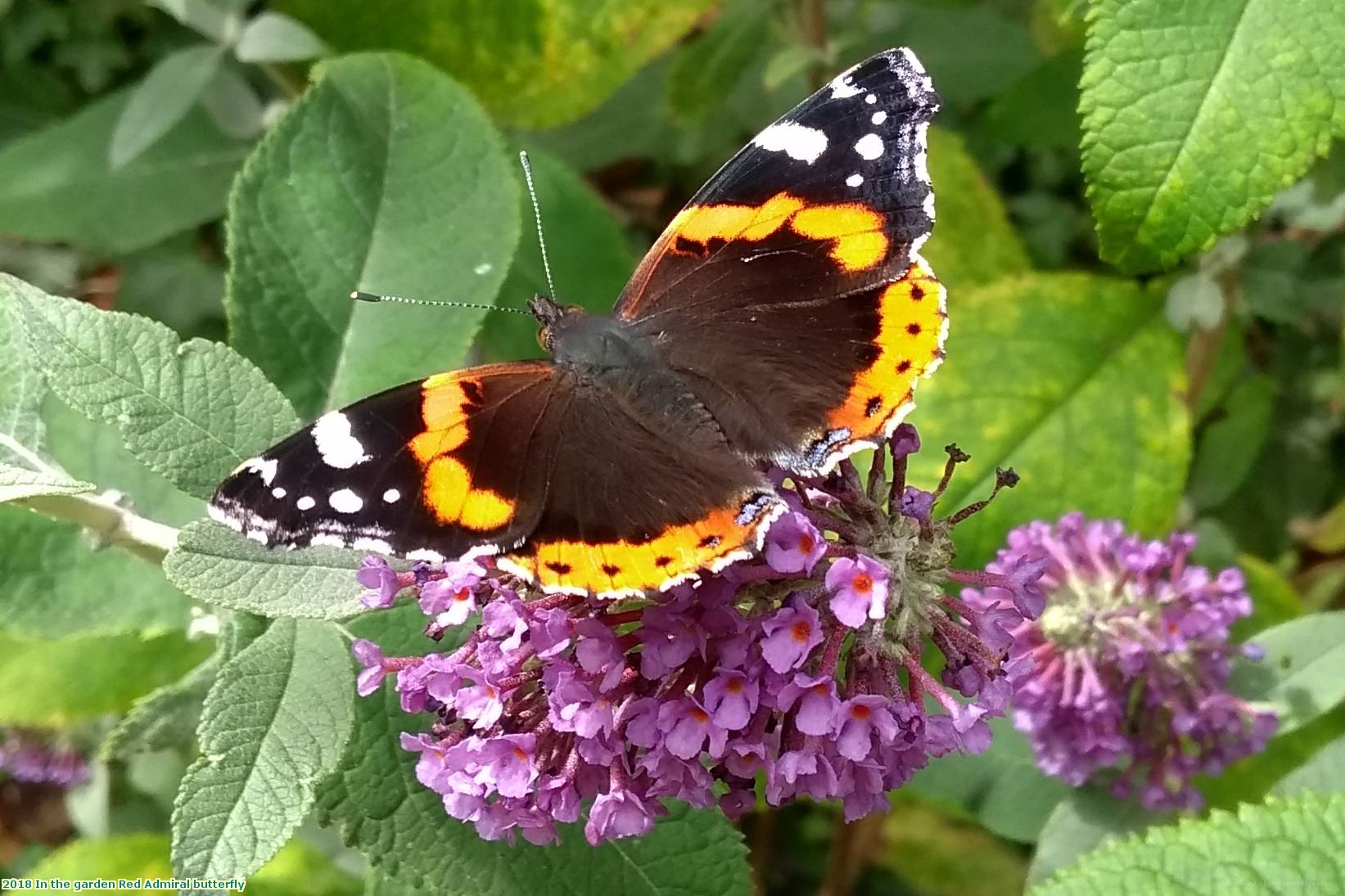 2018 In the garden Red Admiral butterfly