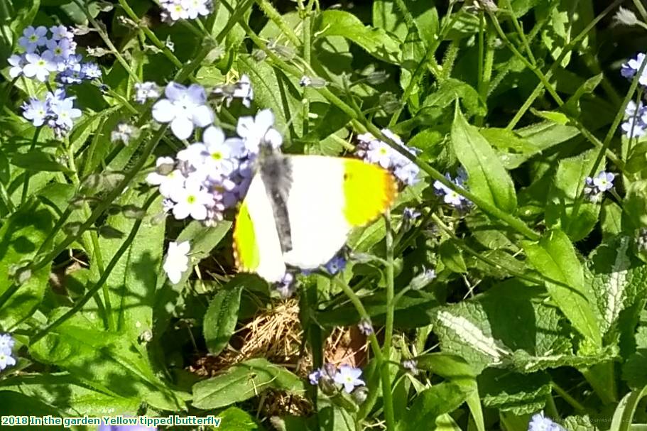 2018 In the garden Yellow tipped butterfly