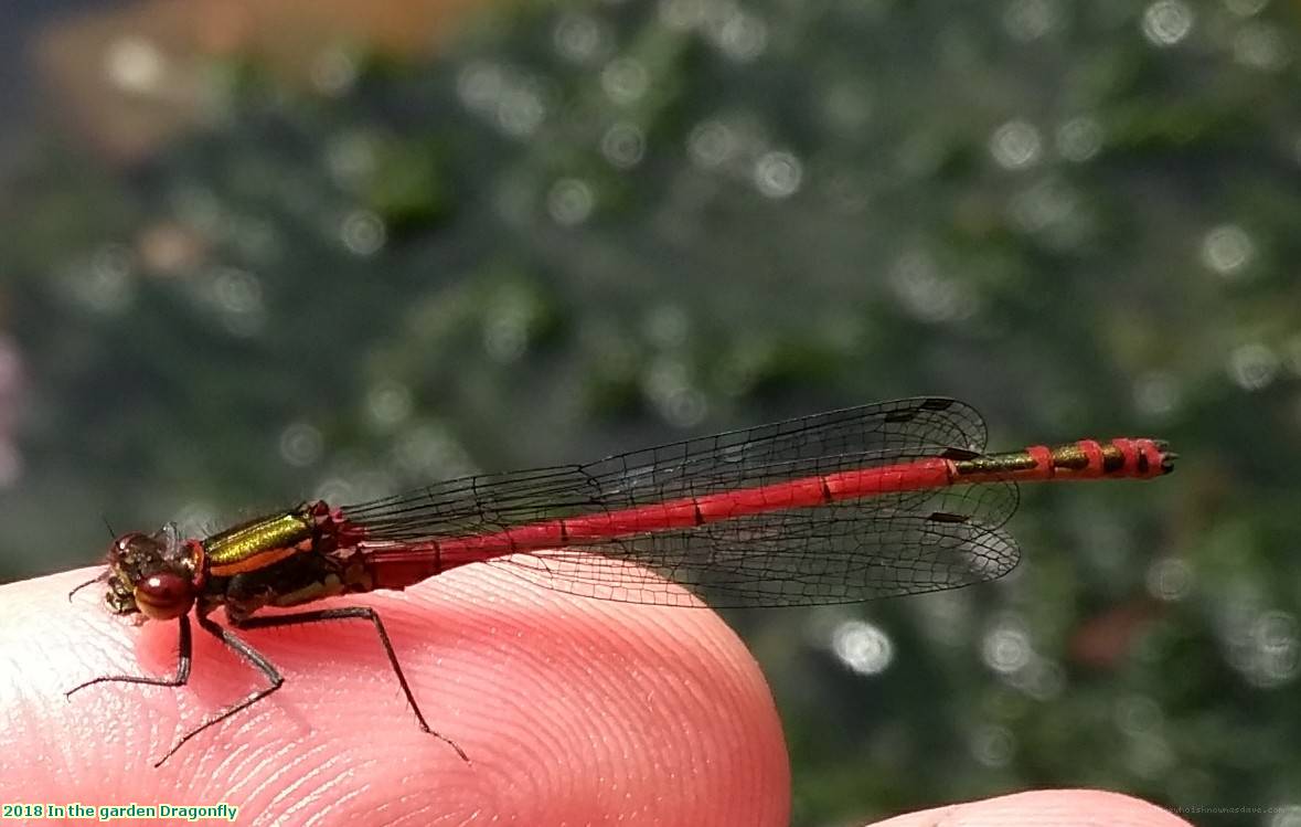 2018 In the garden Dragonfly