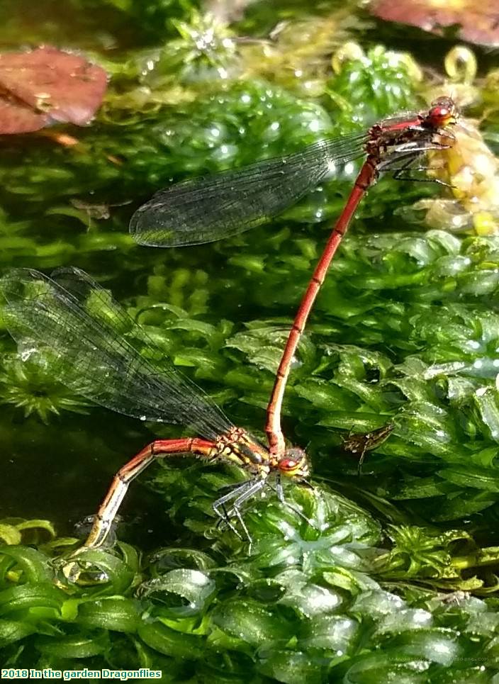 2018 In the garden Dragonflies