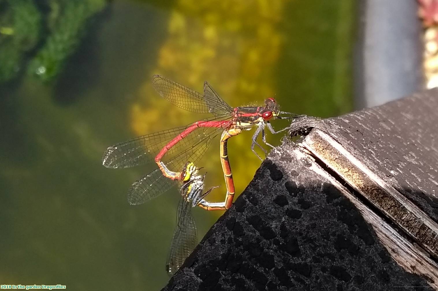 2018 In the garden Dragonflies