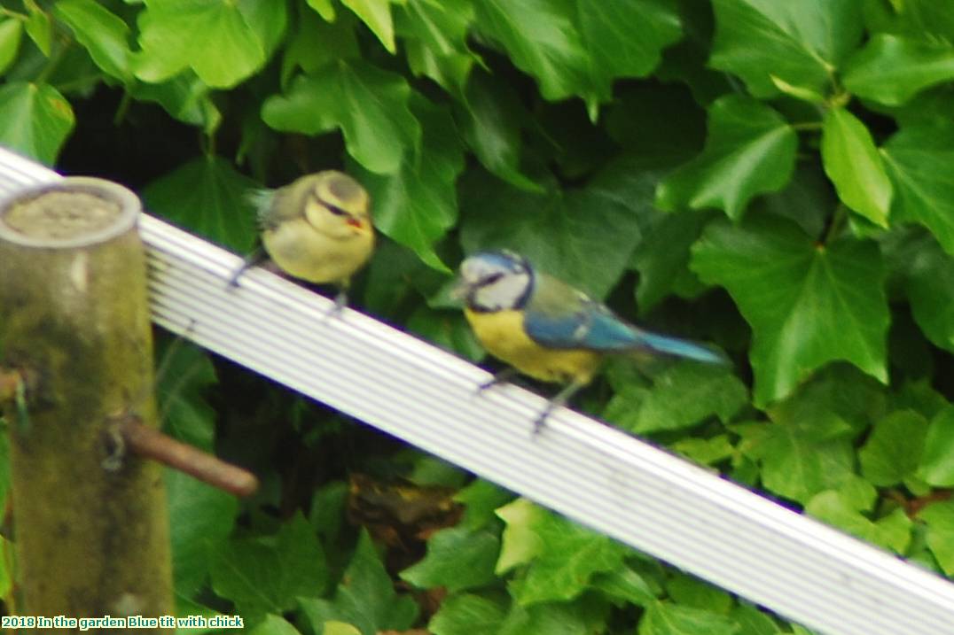 2018 In the garden Blue tit with chick