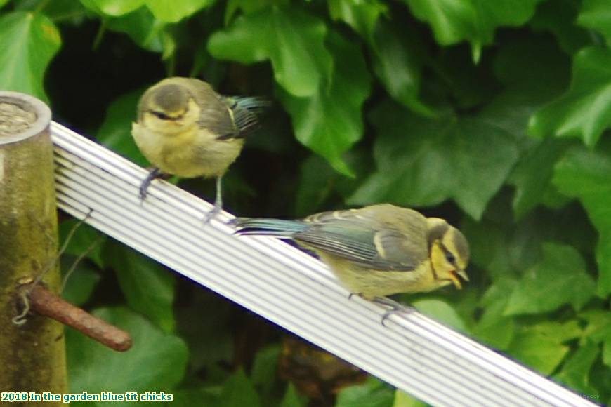 2018 In the garden blue tit chicks