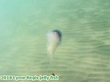  lyme1 2018 Lyme Regis jelly fish