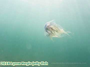  lyme1 2018 Lyme Regis jelly fish