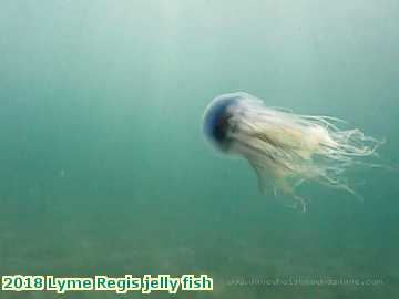  lyme1 2018 Lyme Regis jelly fish