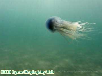  lyme1 2018 Lyme Regis jelly fish