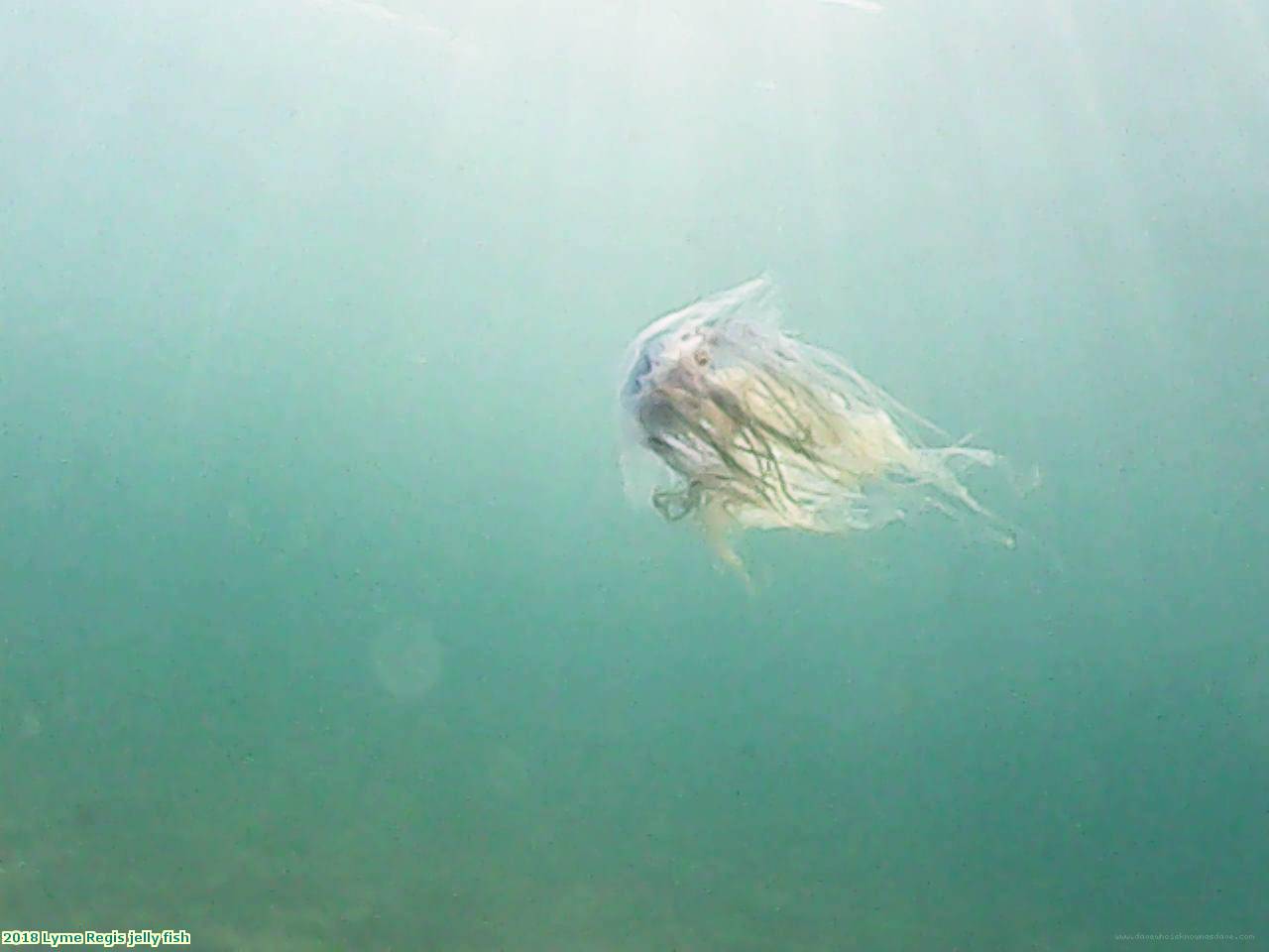 2018 Lyme Regis jelly fish