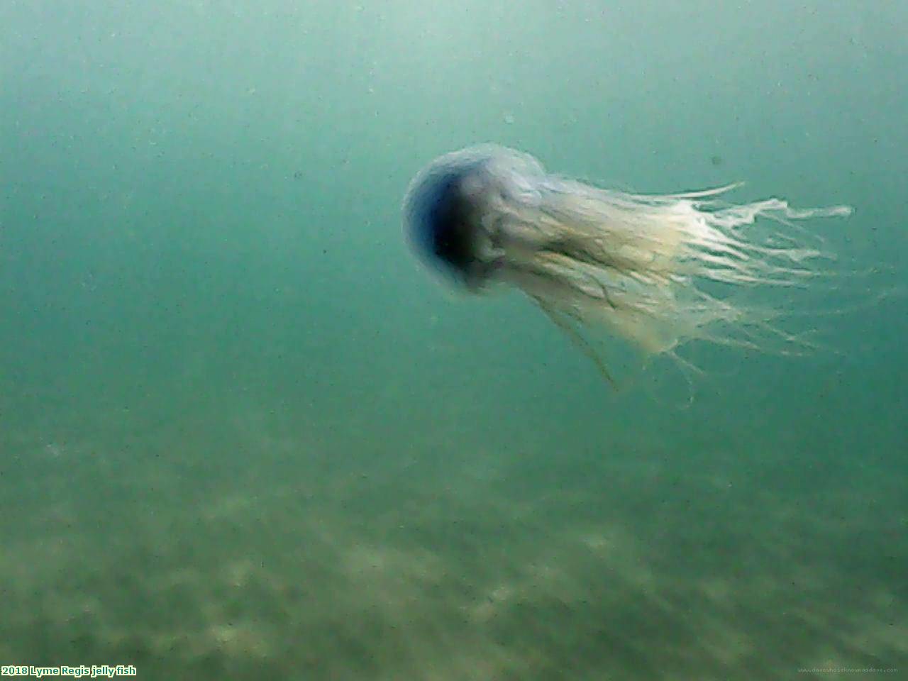 2018 Lyme Regis jelly fish