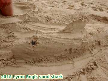  lyme2 2018 Lyme Regis sand shark