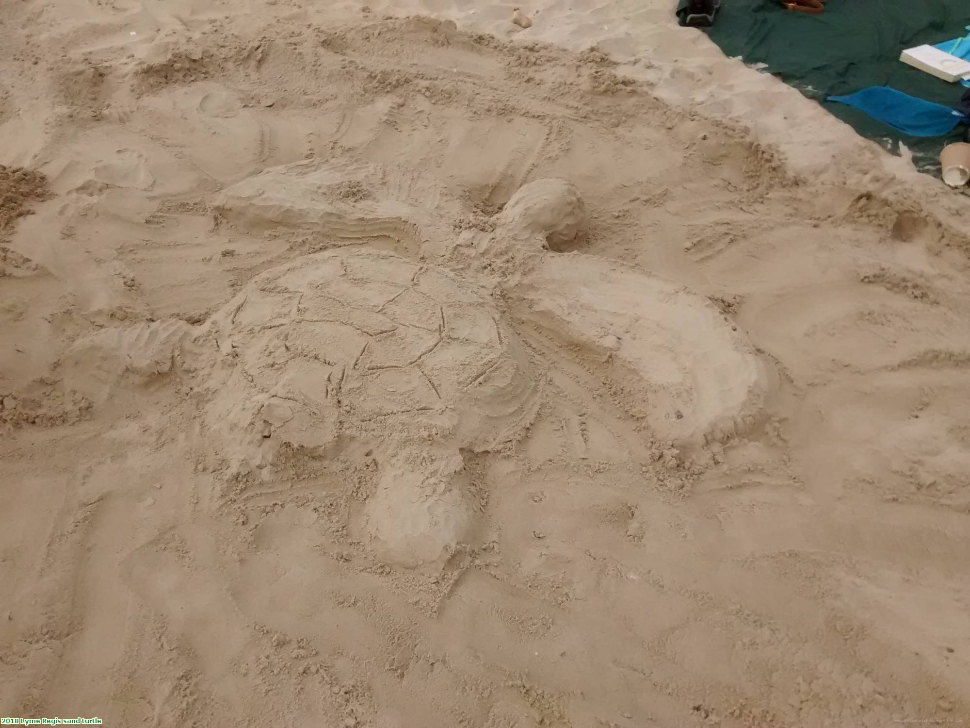 2018 Lyme Regis sand turtle