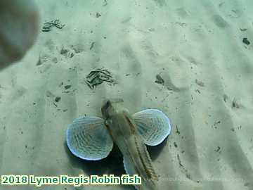  lyme3 2018 Lyme Regis Robin fish