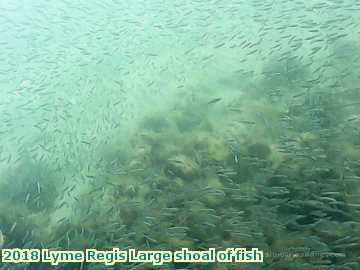  lyme3 2018 Lyme Regis Large shoal of fish