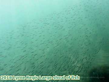  lyme3 2018 Lyme Regis Large shoal of fish