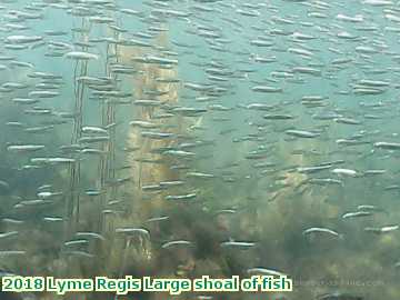  lyme3 2018 Lyme Regis Large shoal of fish