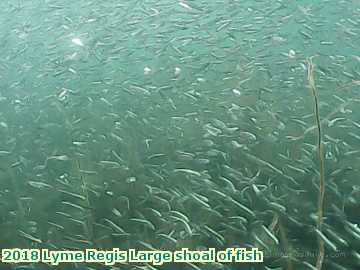  lyme3 2018 Lyme Regis Large shoal of fish