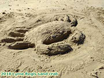  lyme3 2018 Lyme Regis sand crab