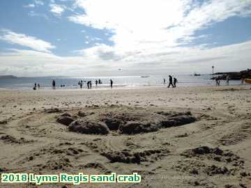  lyme3 2018 Lyme Regis sand crab