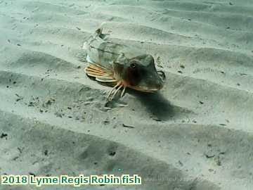  lyme3 2018 Lyme Regis Robin fish