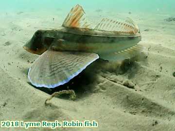  lyme3 2018 Lyme Regis Robin fish