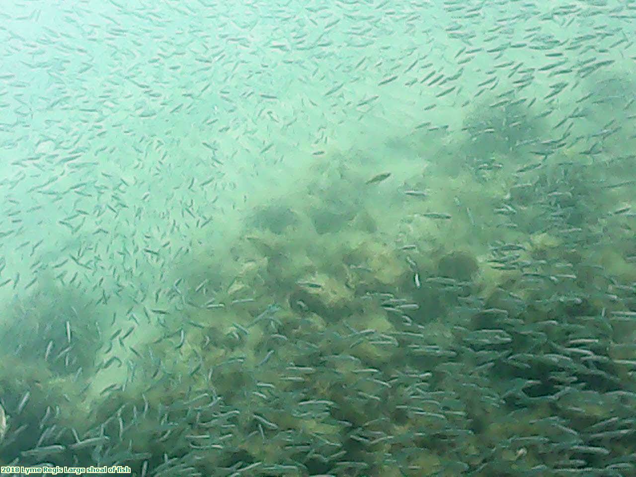 2018 Lyme Regis Large shoal of fish