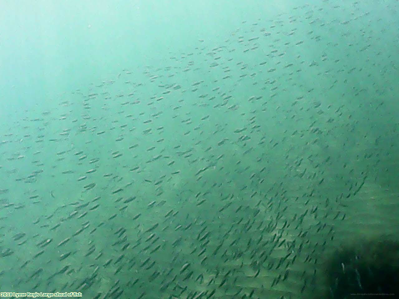 2018 Lyme Regis Large shoal of fish