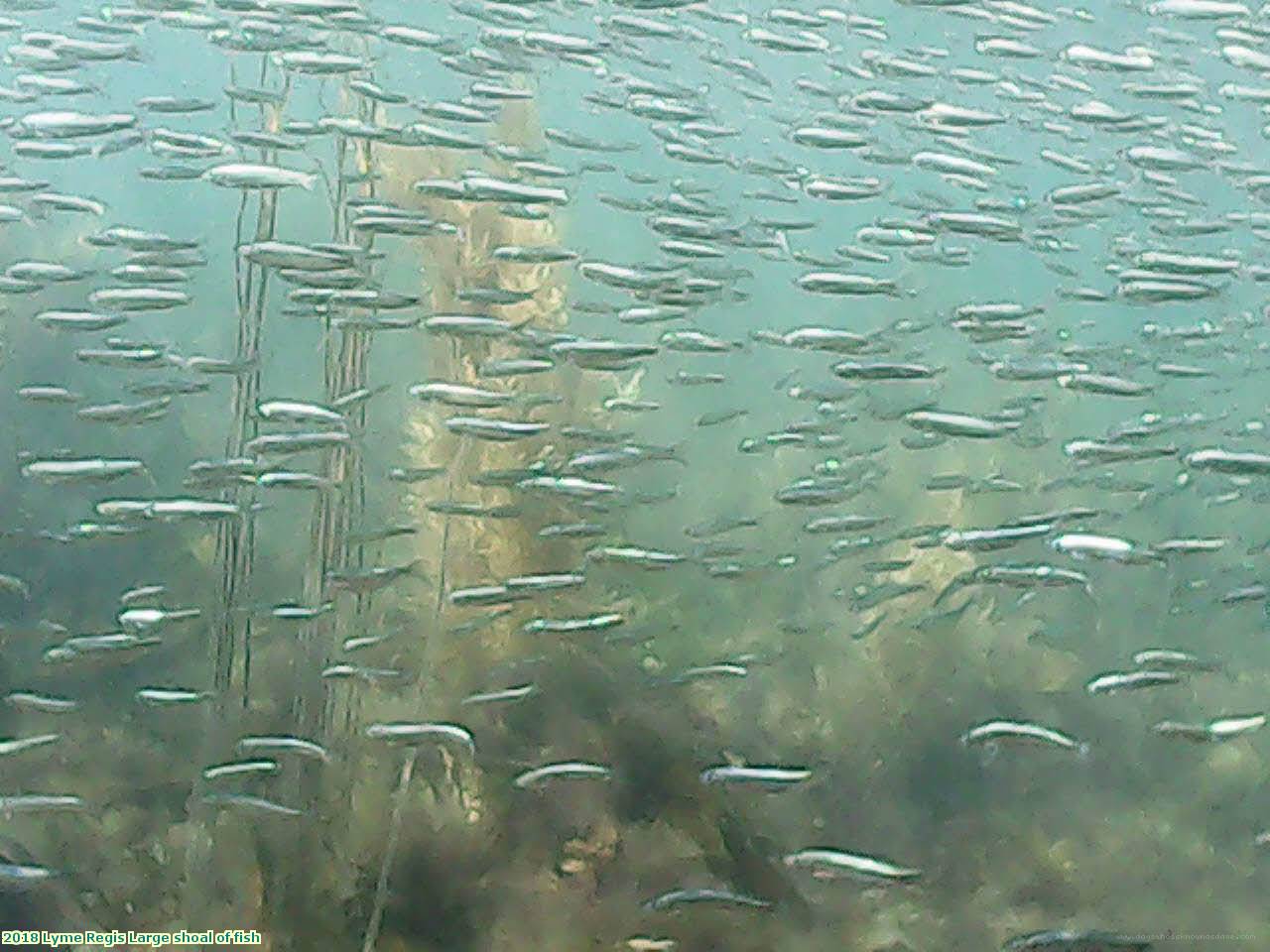 2018 Lyme Regis Large shoal of fish