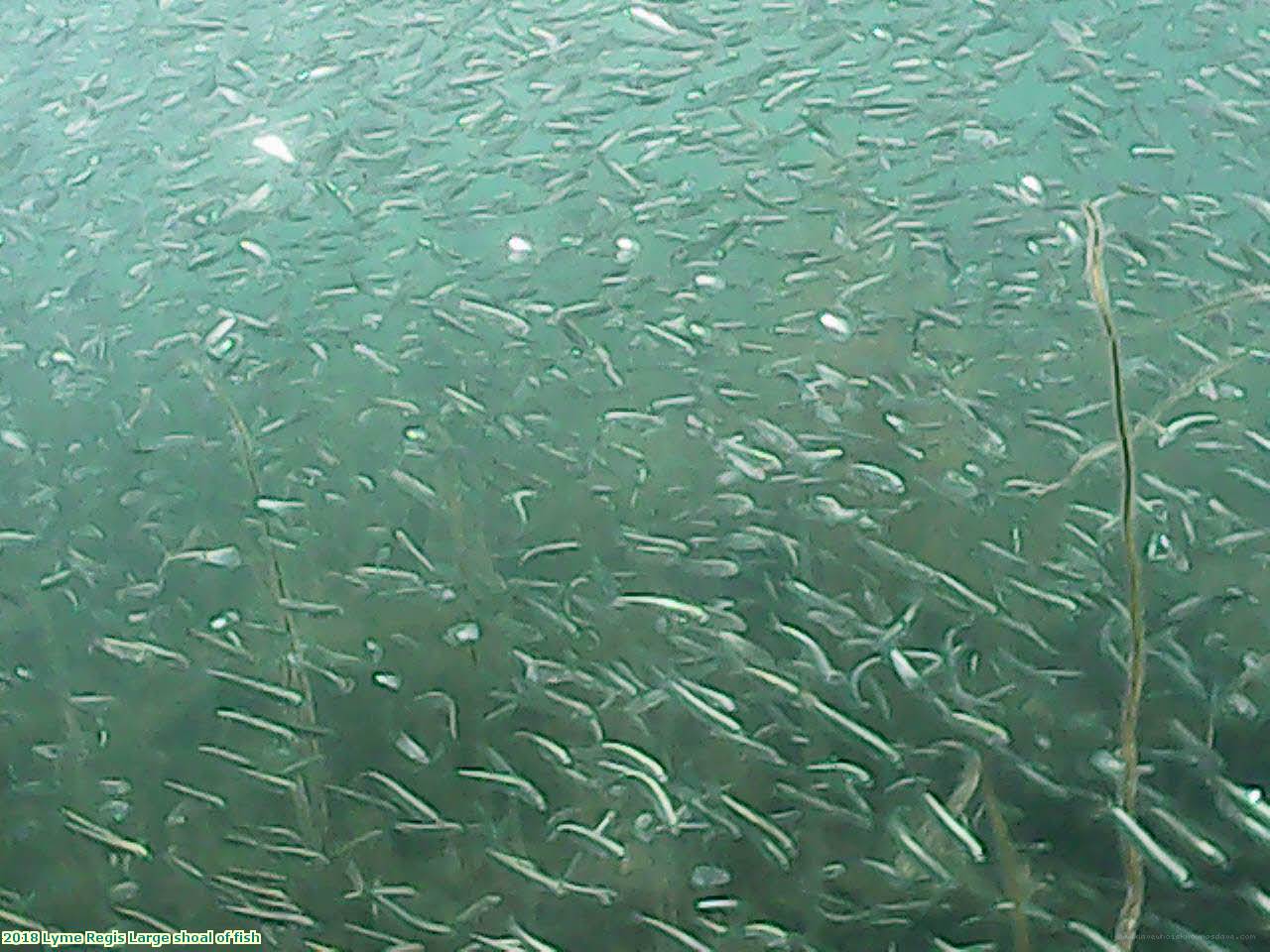 2018 Lyme Regis Large shoal of fish