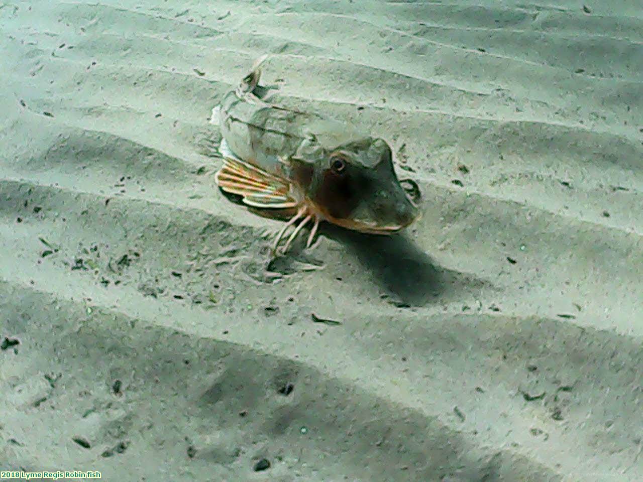 2018 Lyme Regis Robin fish