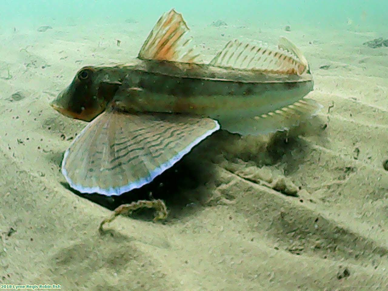 2018 Lyme Regis Robin fish