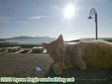  lyme6 2018 Lyme Regis sunbathing cat