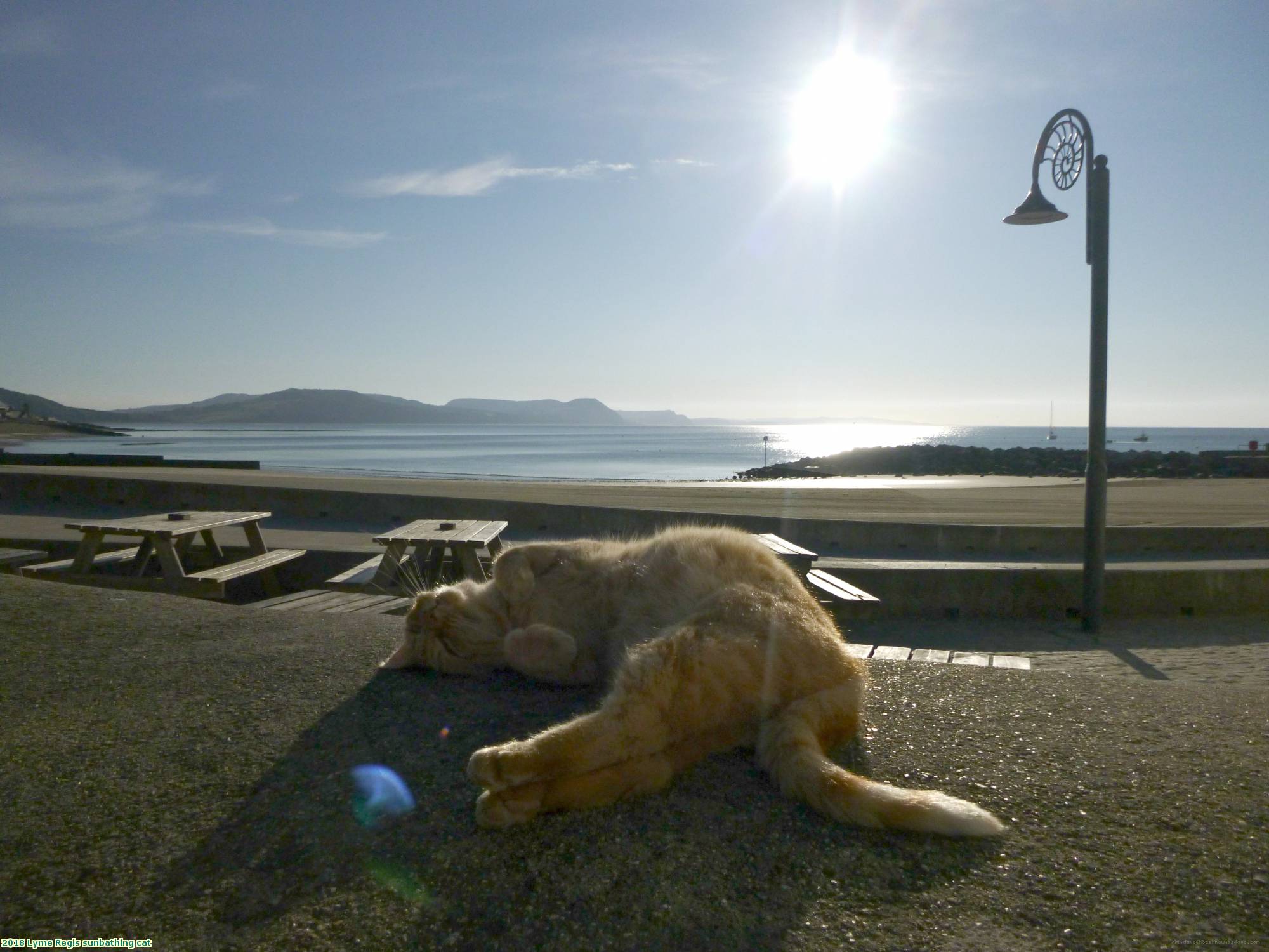 2018 Lyme Regis sunbathing cat