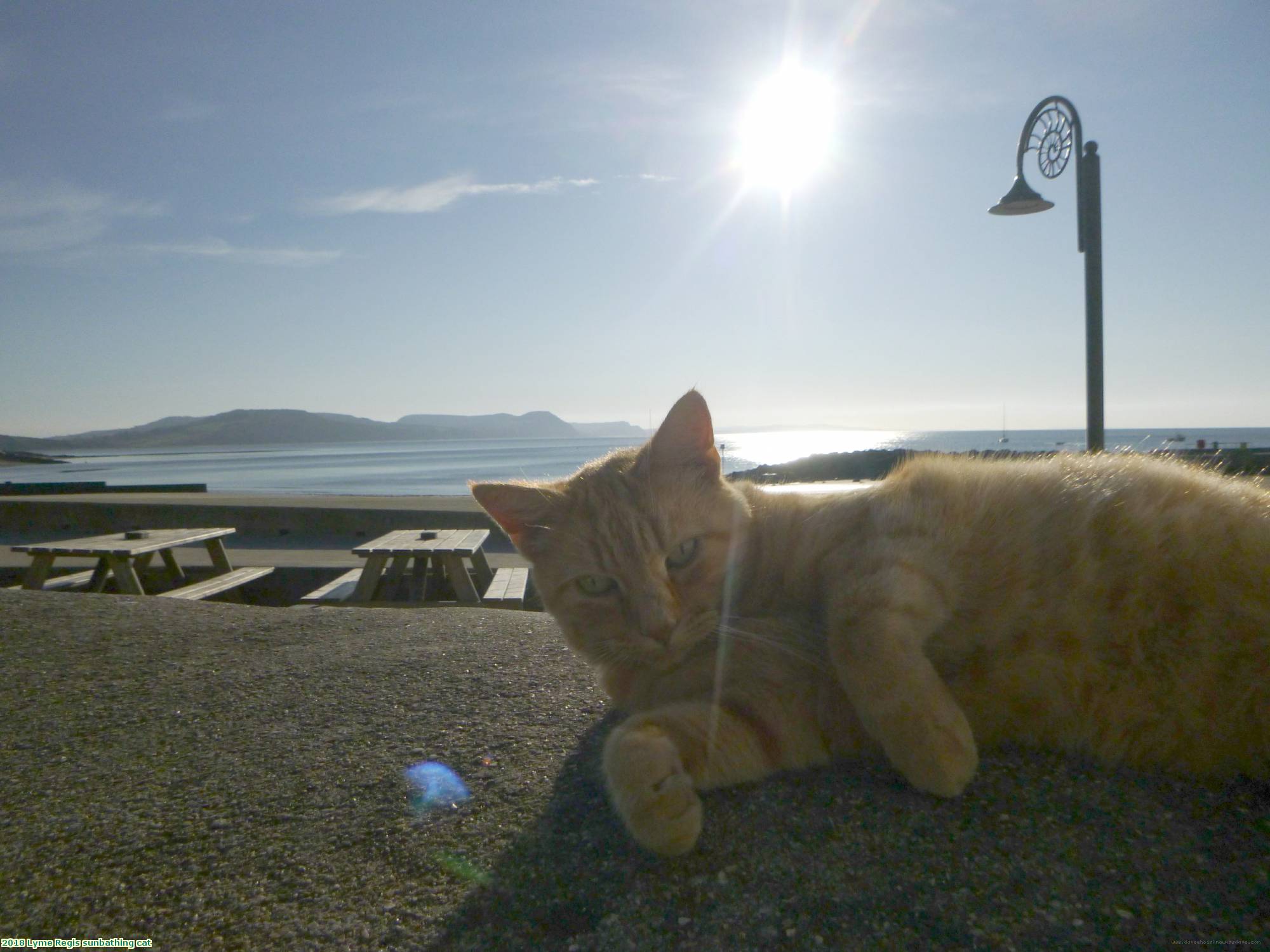 2018 Lyme Regis sunbathing cat