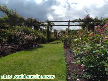  austin 2019 David Austin Roses