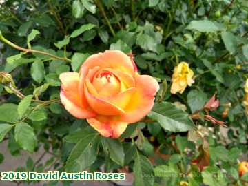  austin 2019 David Austin Roses