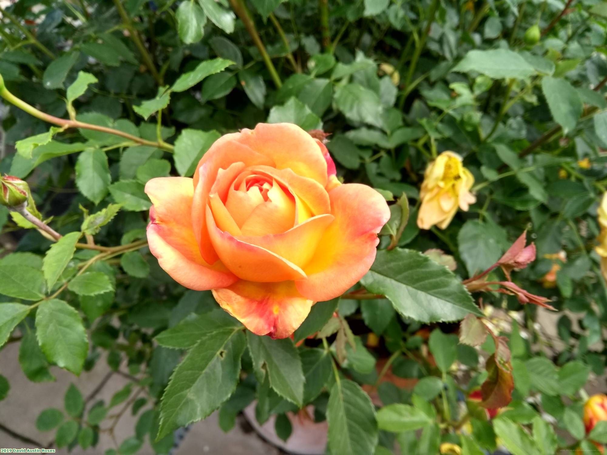 2019 David Austin Roses