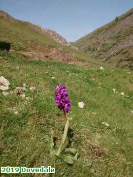  dovedale 2019 Dovedale