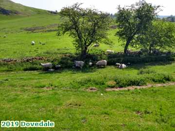  dovedale 2019 Dovedale