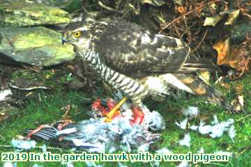  garden 2019 In the garden hawk with a wood pigeon