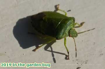  garden 2019 In the garden bug