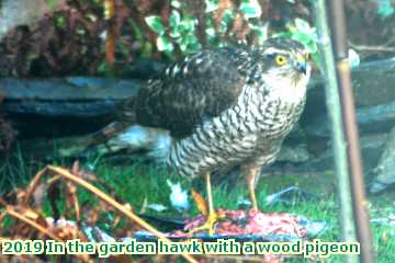  garden 2019 In the garden hawk with a wood pigeon