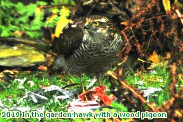  garden 2019 In the garden hawk with a wood pigeon