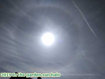  garden 2019 In the garden sun halo