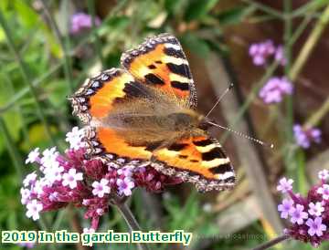  garden 2019 In the garden Butterfly