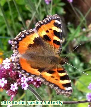  garden 2019 In the garden Butterfly