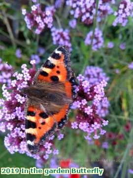  garden 2019 In the garden Butterfly