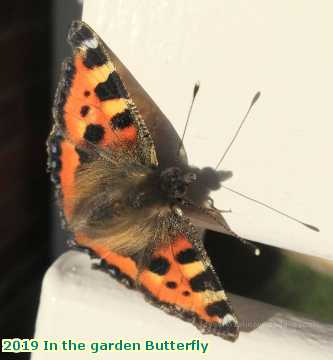  garden 2019 In the garden Butterfly